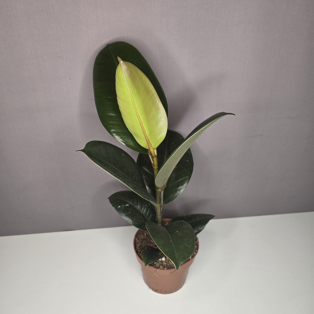 Ficus elastica 'Robusta' 12/30