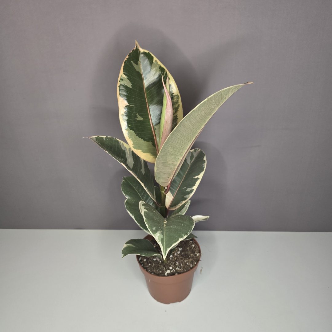 Ficus elastica 'Tineke' 12/35