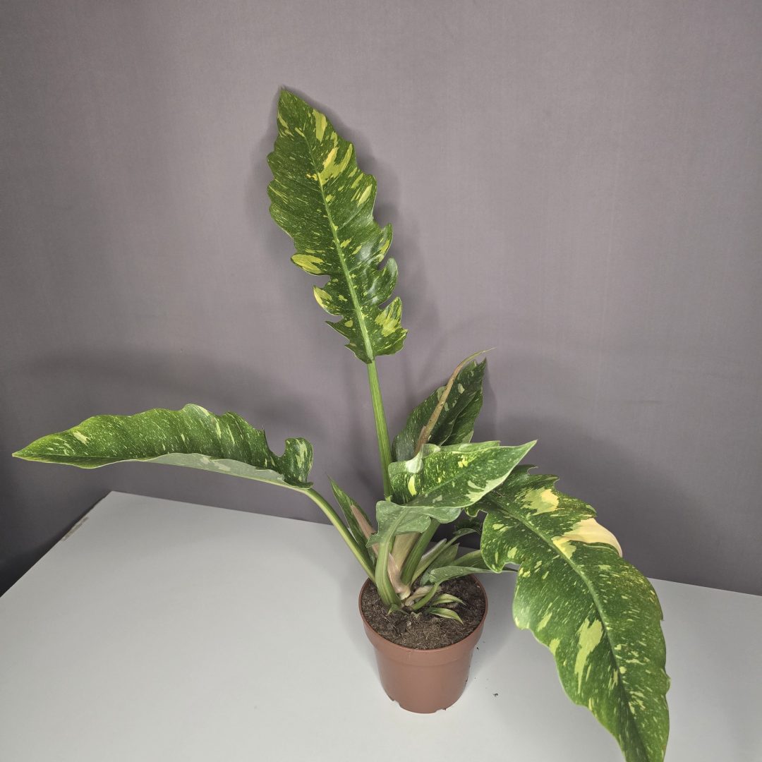Philodendron 'Ring of Fire' 12/40