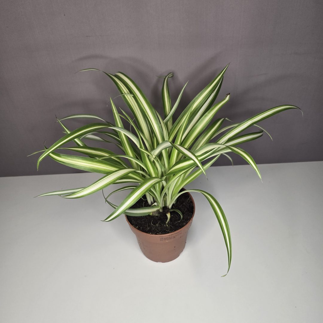 Chlorophytum - Csokrosinda 12/30