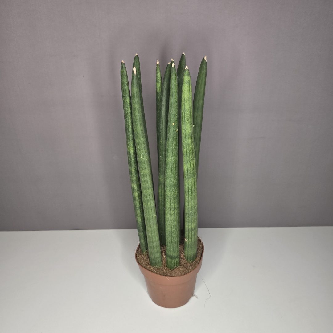 Sansevieria cylindrica 'Straight' 12/40