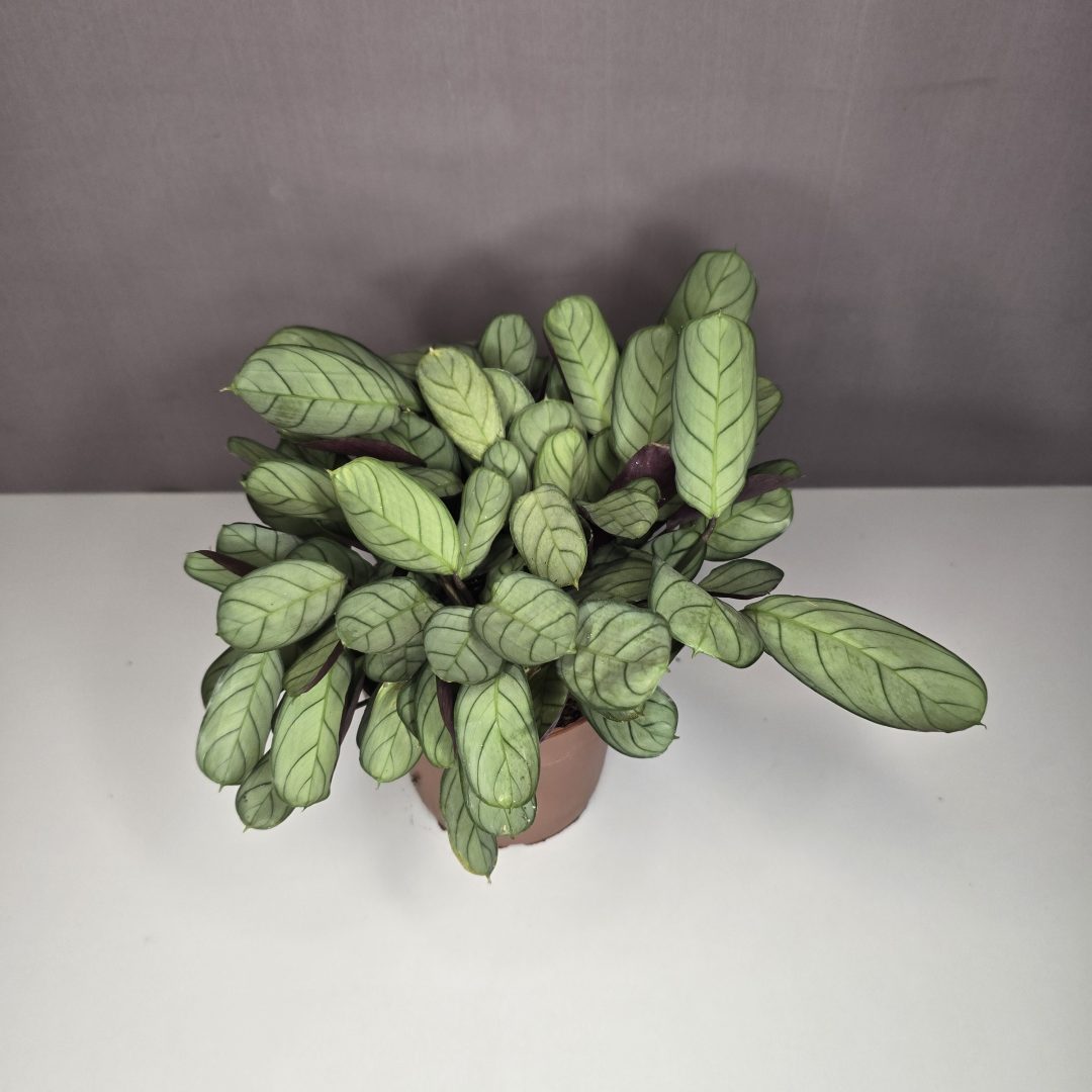 Ctenanthe burle-marxii 'Amagris' 12/25