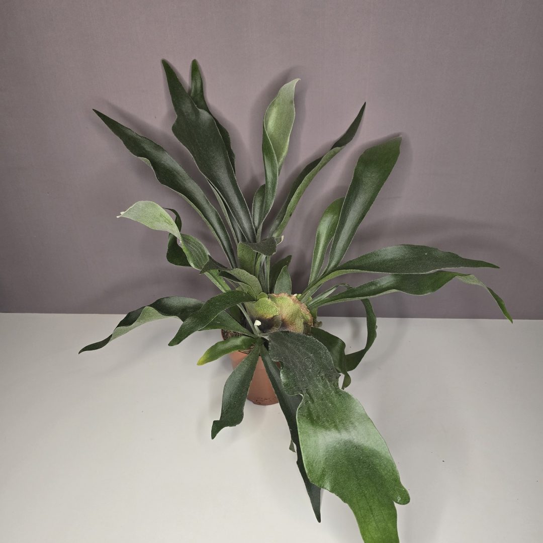 Platycerium bifurcatum - Szarvasagancs páfrány 12/40