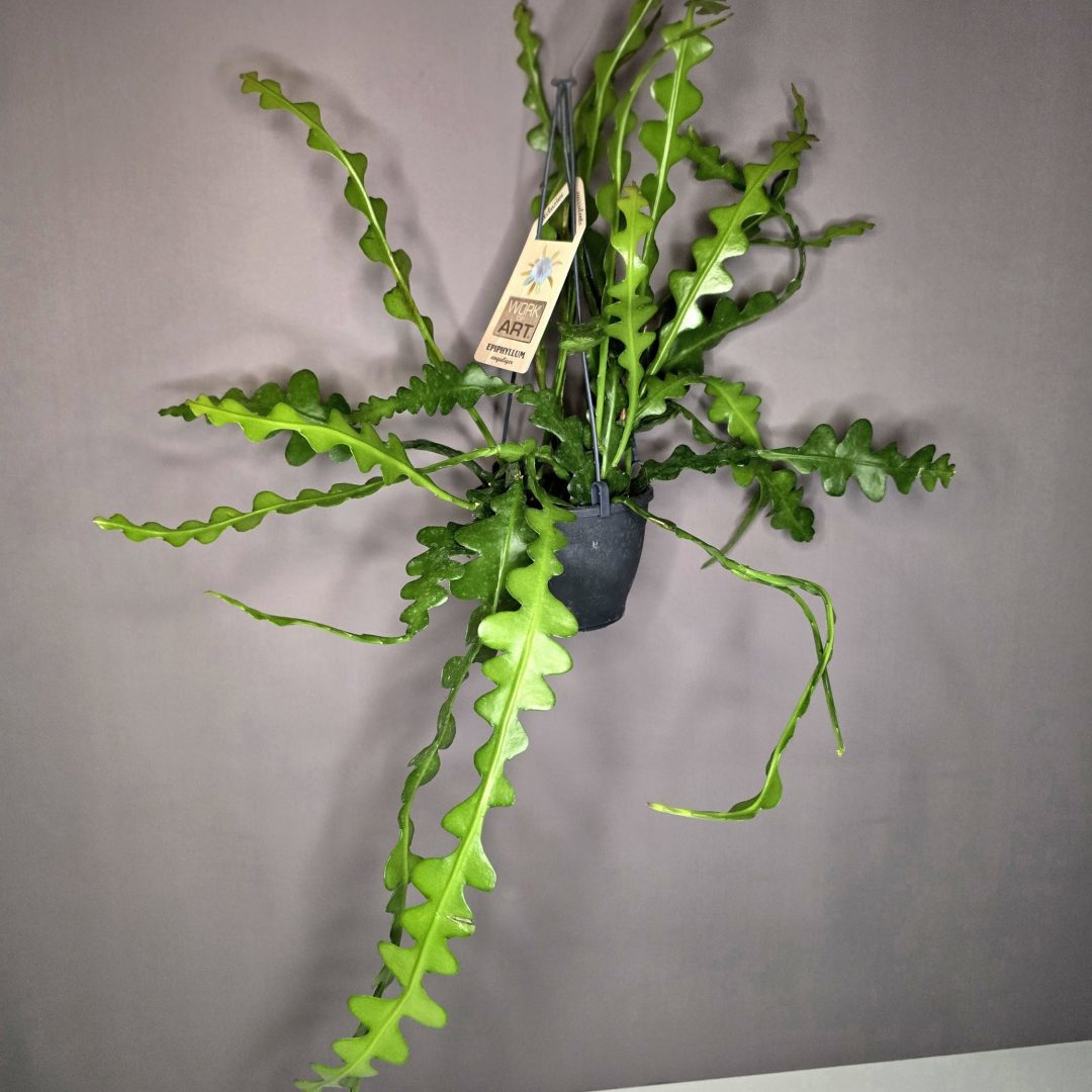 Epiphyllum anguliger - Karéjos kaktusz