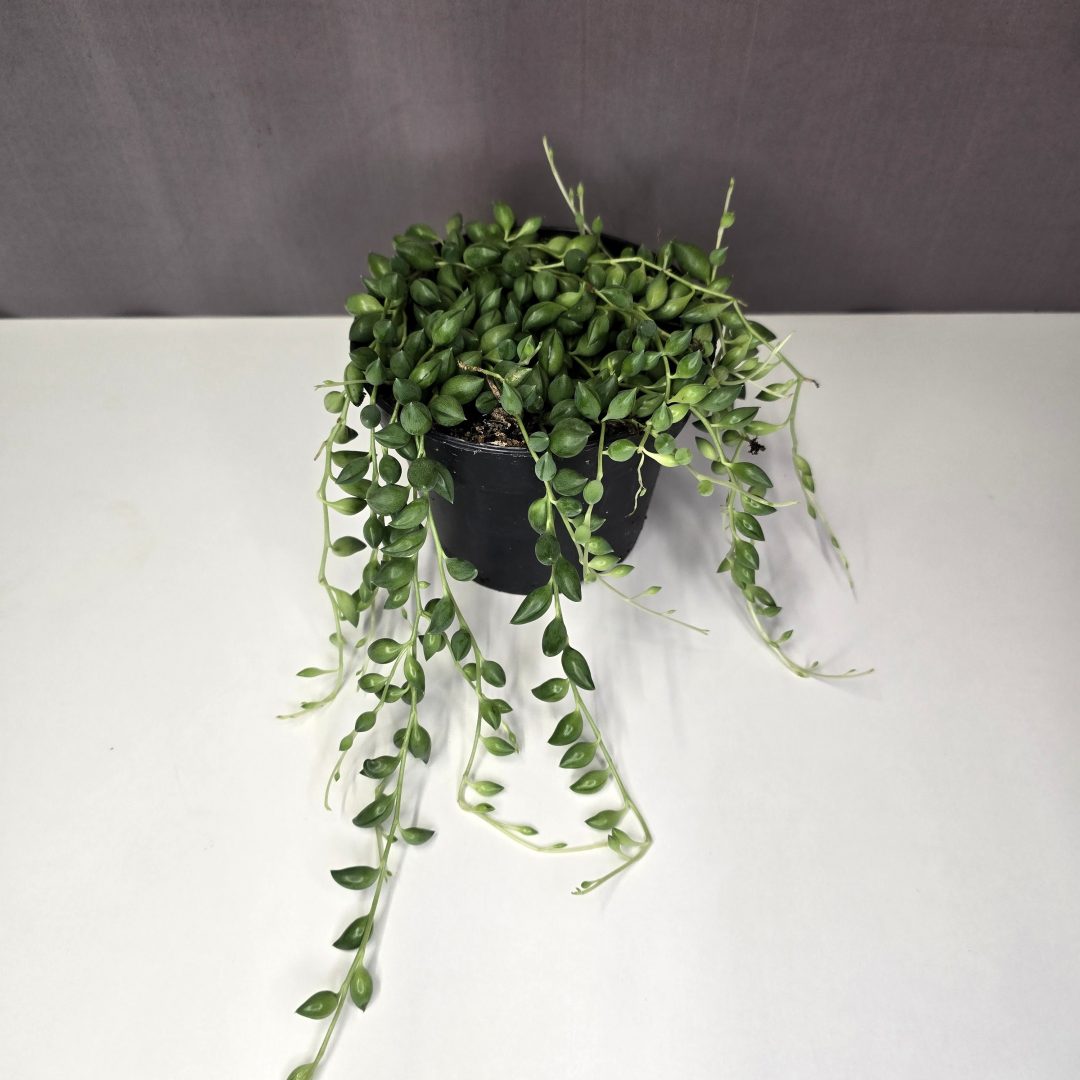 Senecio herreianus 12/20