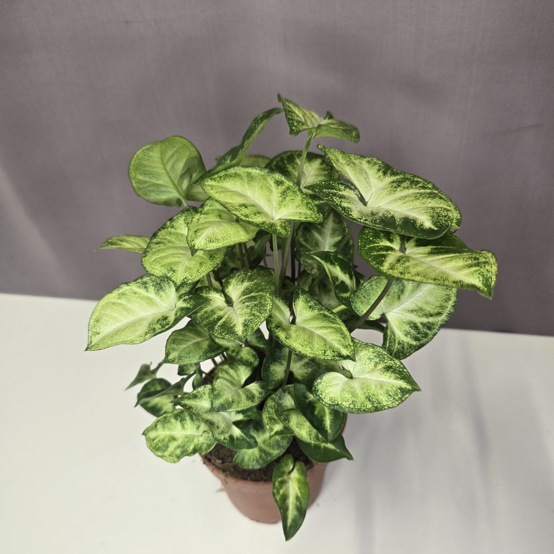 Syngonium Pixie 12/30