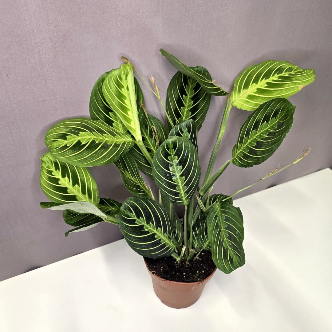 Maranta Lemon Lime 12/30