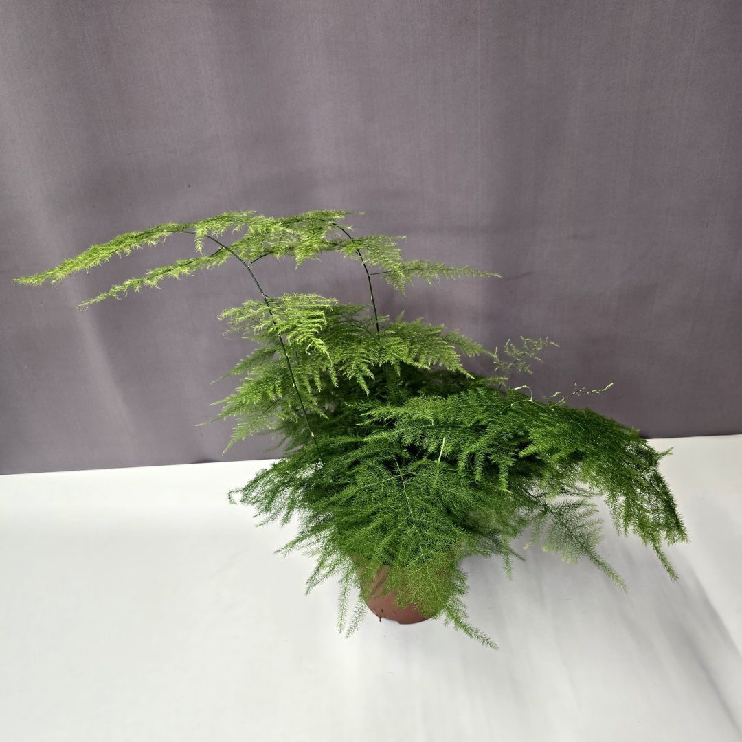 Fátyolaszparágusz - Asparagus setaceus 12/30