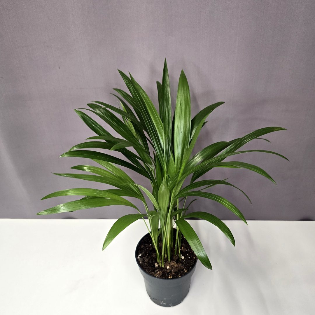 Areca lutescens - Aranypálma 10,5/30