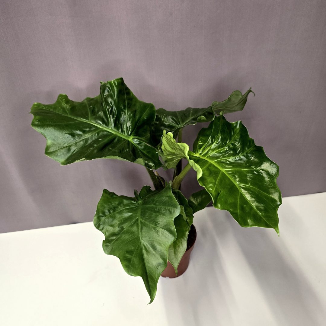 Alocasia Low Rider 12/40