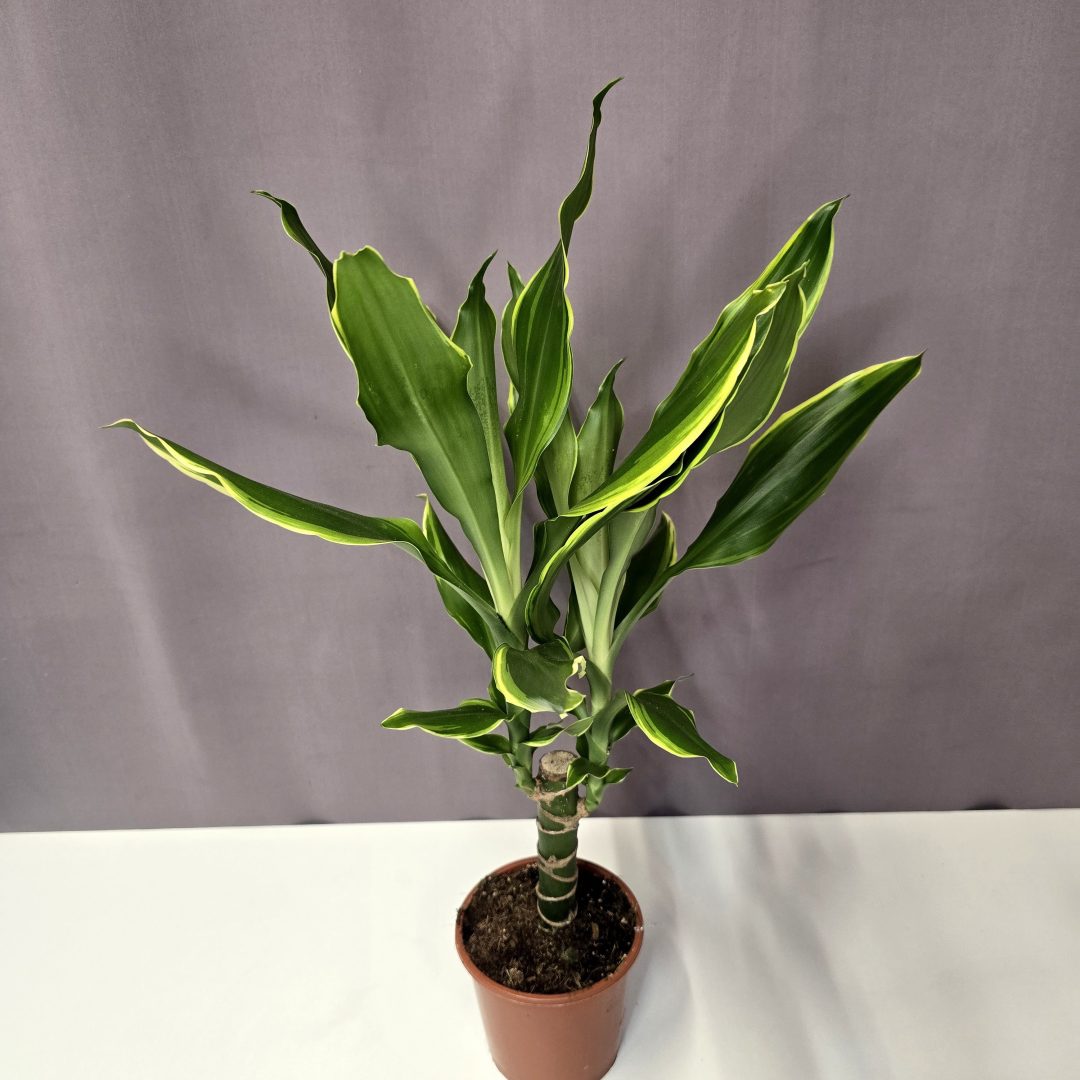 Dracaena fragrans 'Golden Coast' 11/40