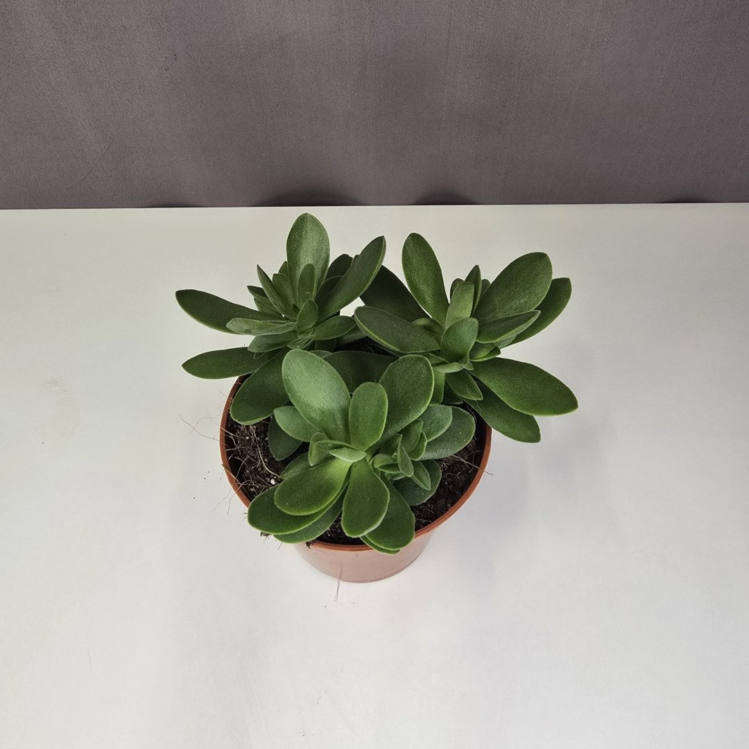 Crassula 'Money maker' mini 8/10
