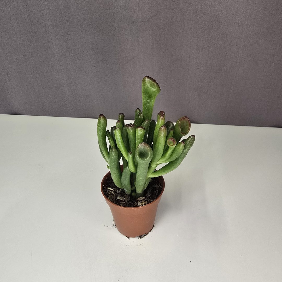 Crassula ovata 'Gollum' mini 5/10