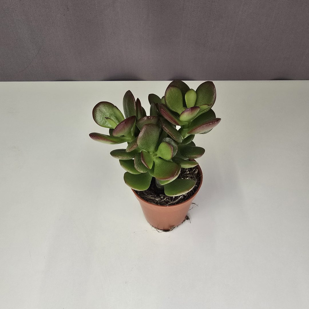 Crassula ovata 'Sunset' mini 5/10