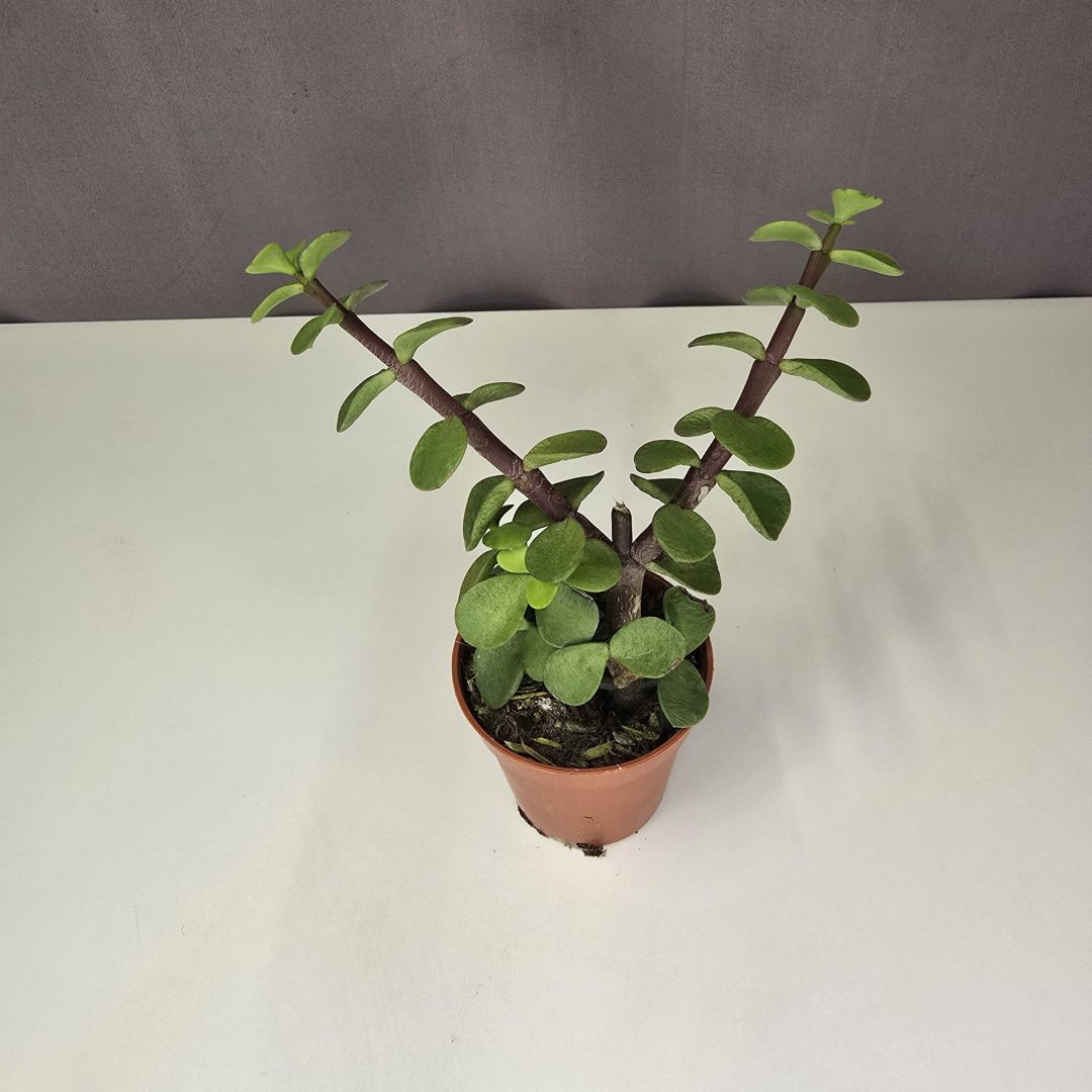 Elefántcserje - Portulacaria afra mini 5/10