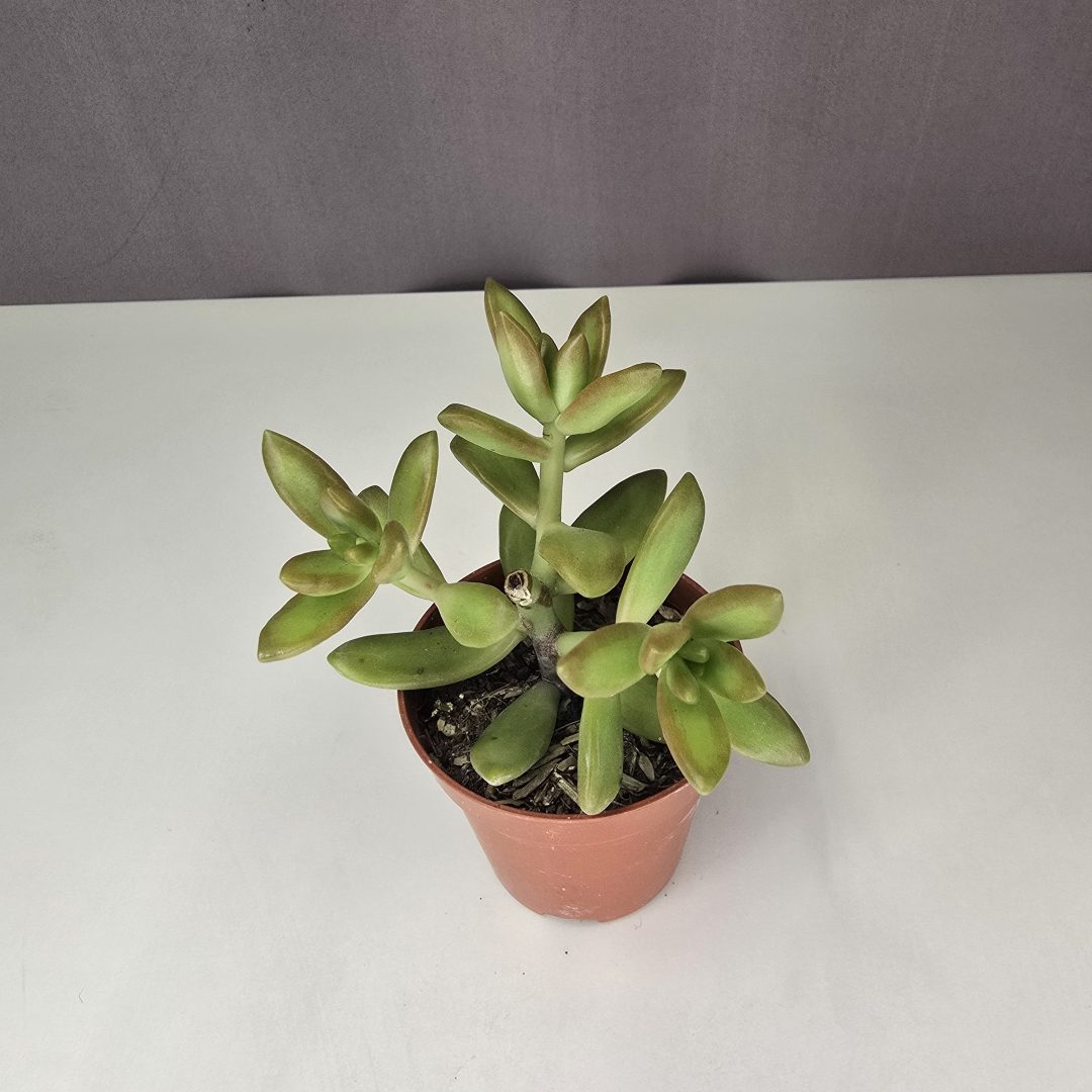 Sedum nussbaumerianum mini 5/10
