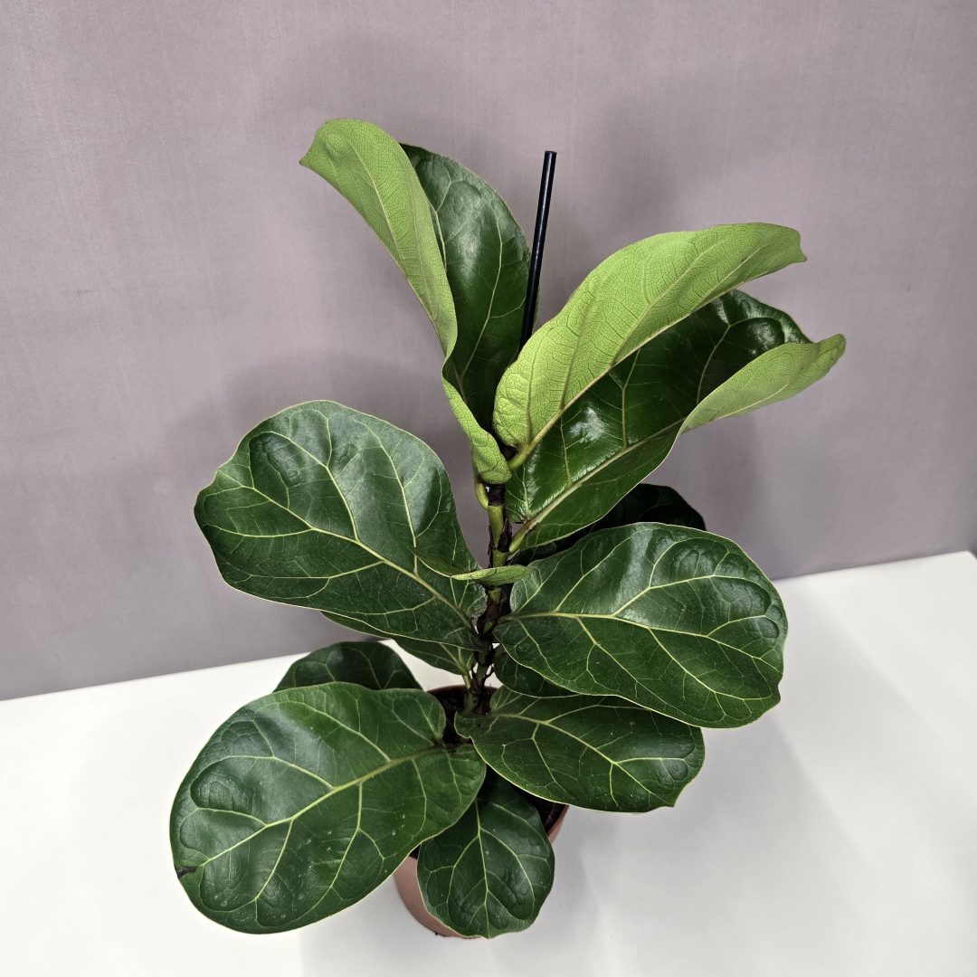 Ficus Lyrata - Lantlevelű fikusz 12/40