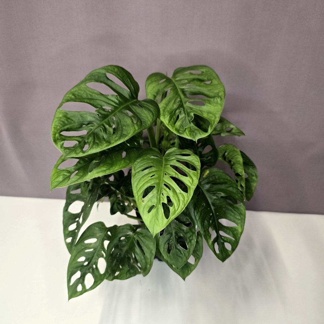 Monstera adansonii 12/35