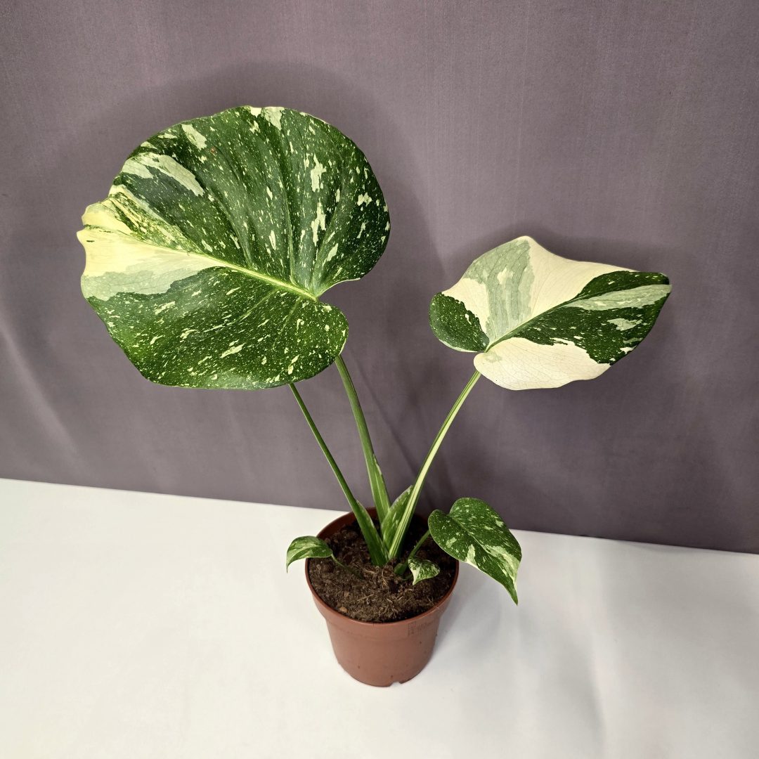 Monstera 'Thai Constellation' 12/35