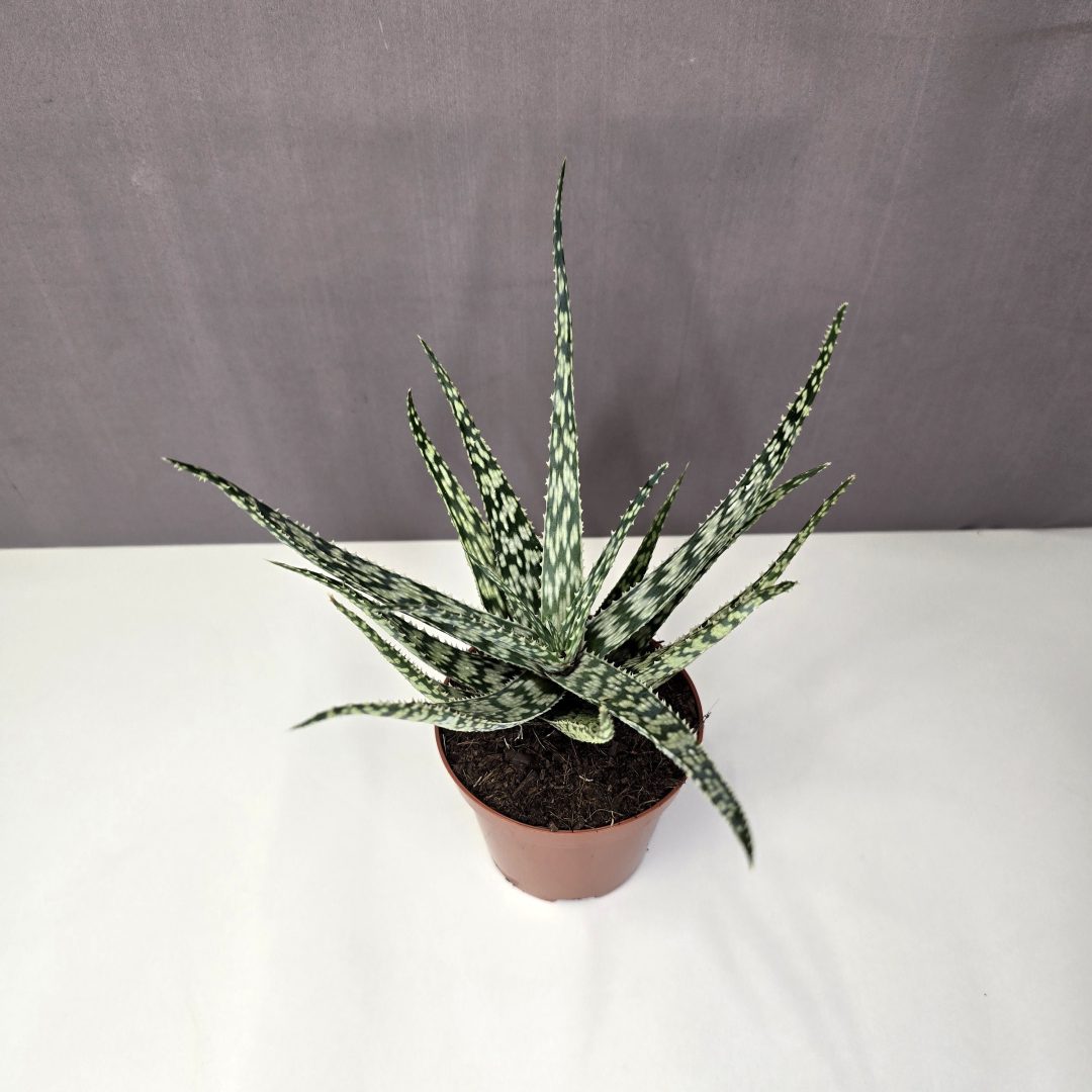 Aloe somaliensis 8/20