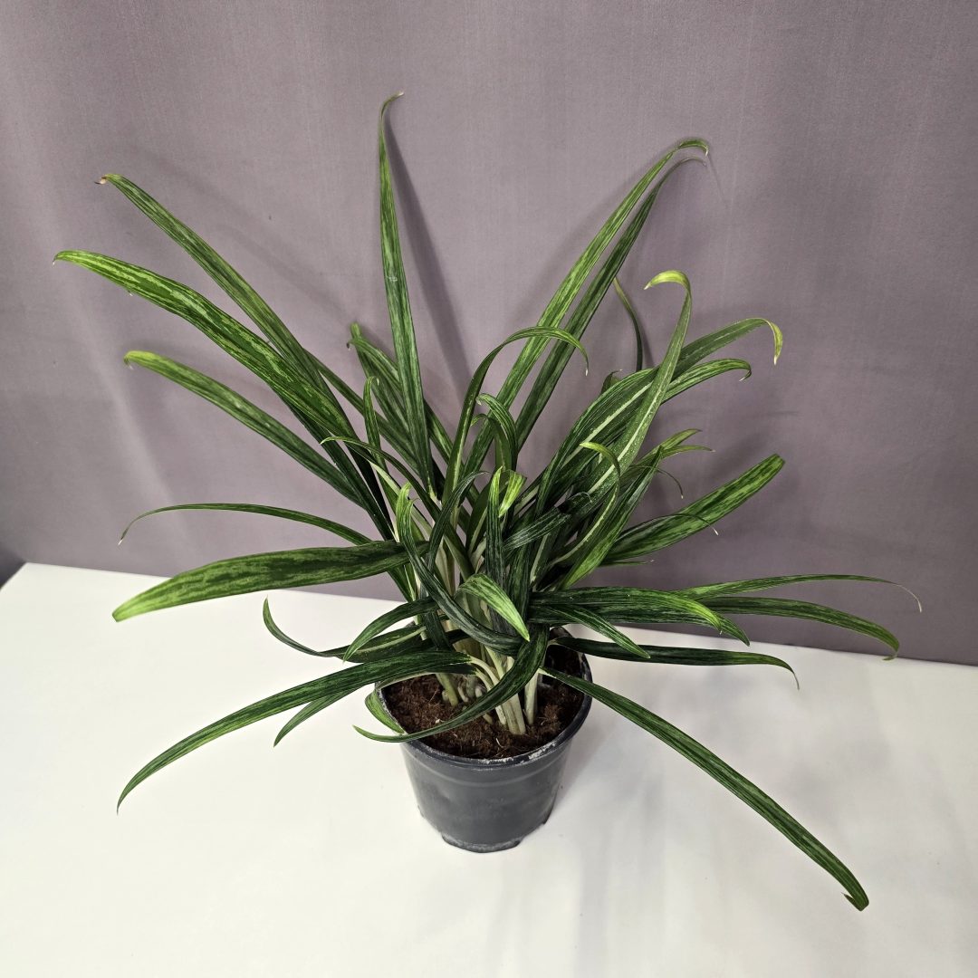 Aglaonema 'Forest Grass' 14/45