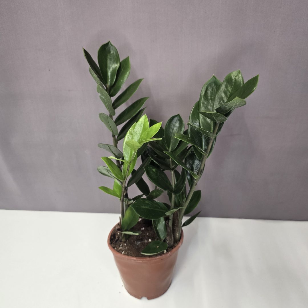 Agglegény pálma - Zamioculcas zamiifolia 12/40
