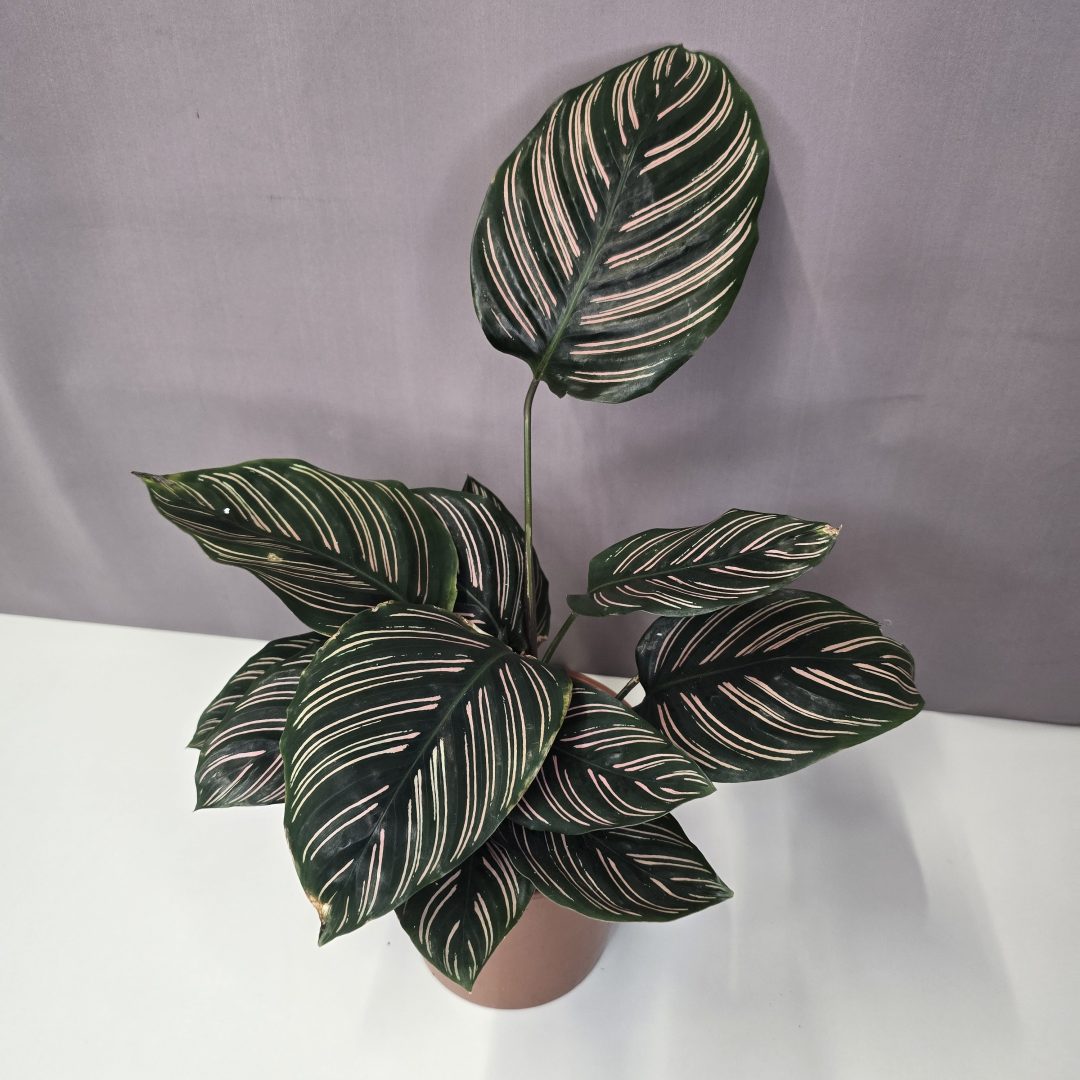 Calathea Ornata 14/30