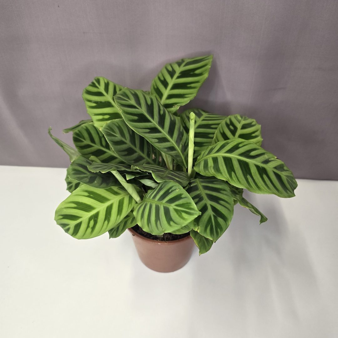 Calathea Zebrina 14/35