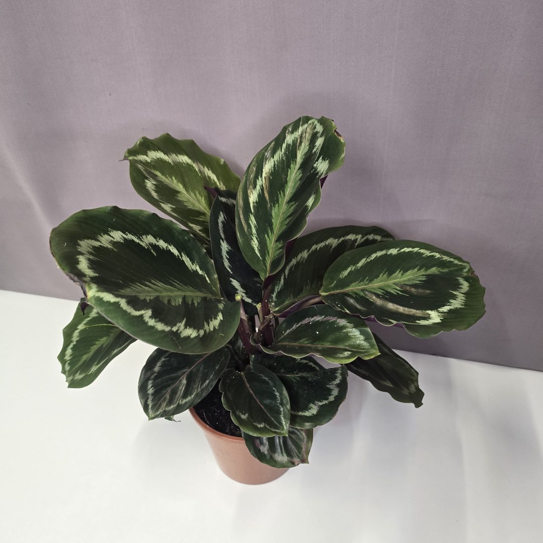 Calathea roseopicta 'Medallion' 14/35