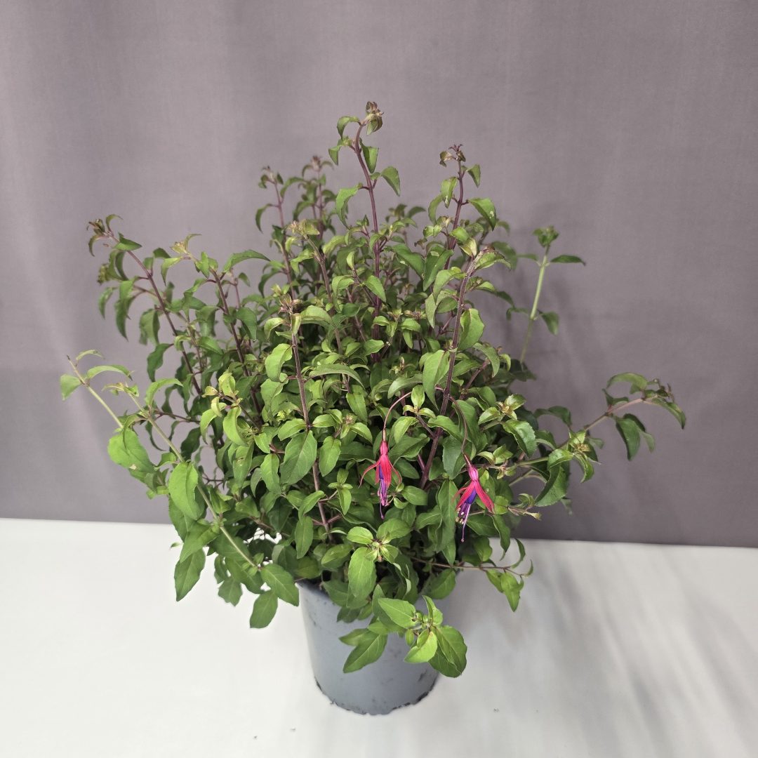 Évelő fukszia – Fuchsia magellanica 'David' 15/40