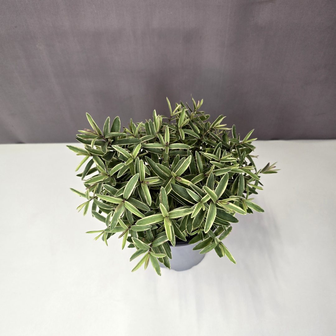 Hebe 'Color King' – Veronikacserje 10/15