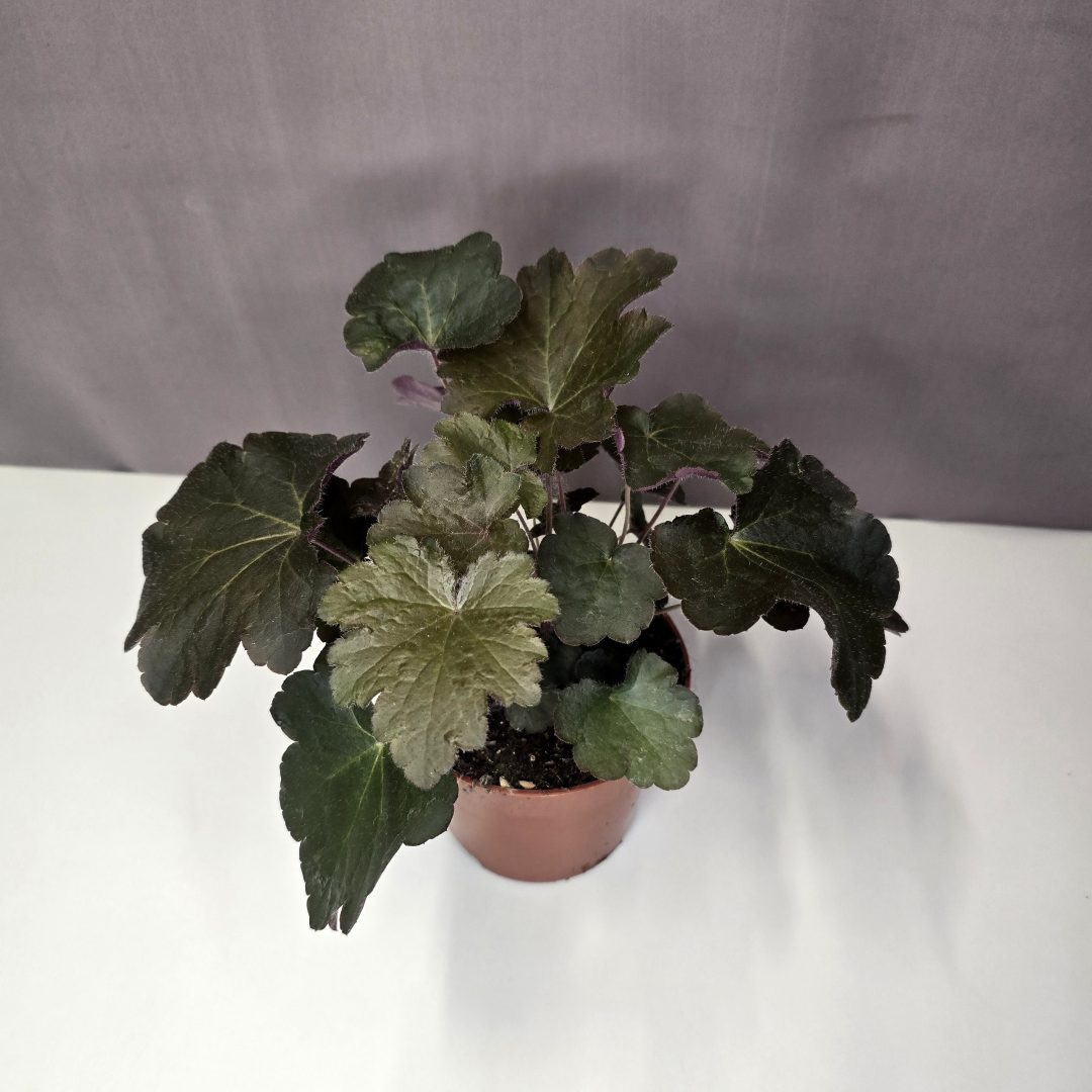 Heuchera 'Palace Purple' - Tűzeső 12/20