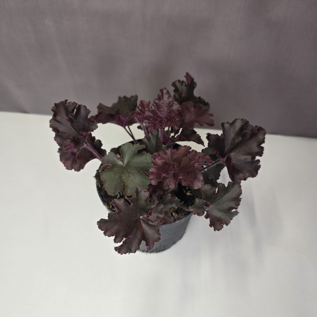 Heuchera 'Black Beauty' - Tűzeső 12/20