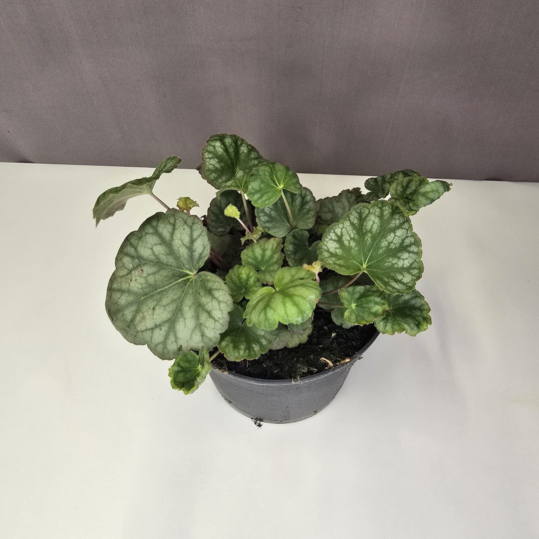 Heuchera americana ‘Dale’s Strain’ - Tűzeső 12/20