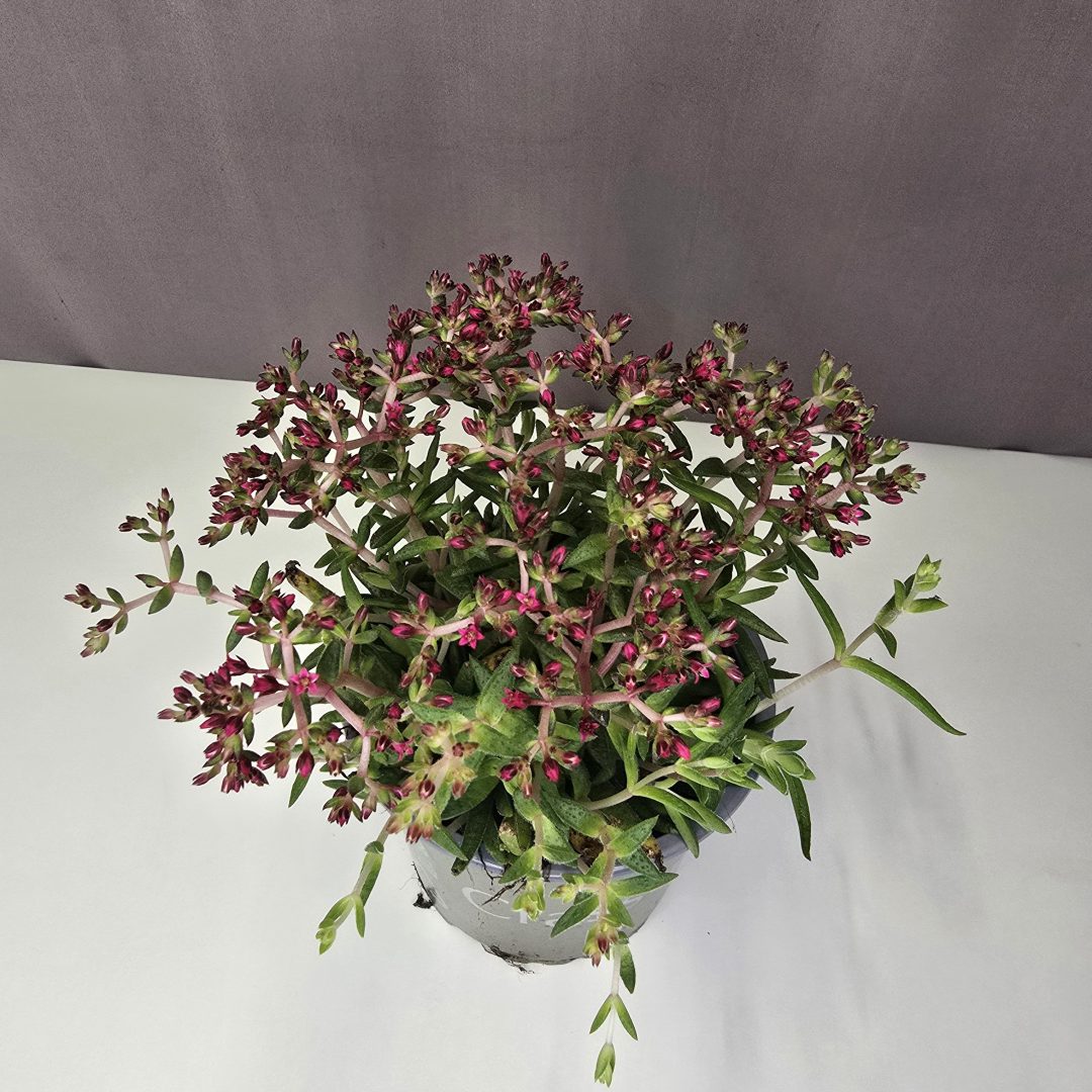 Crassula schmidtii 12/15