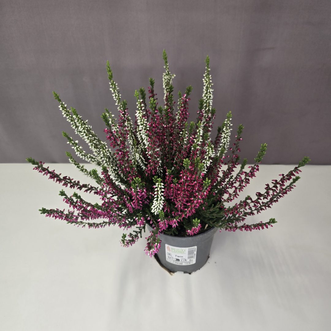 Calluna duo - Csarab 10/25