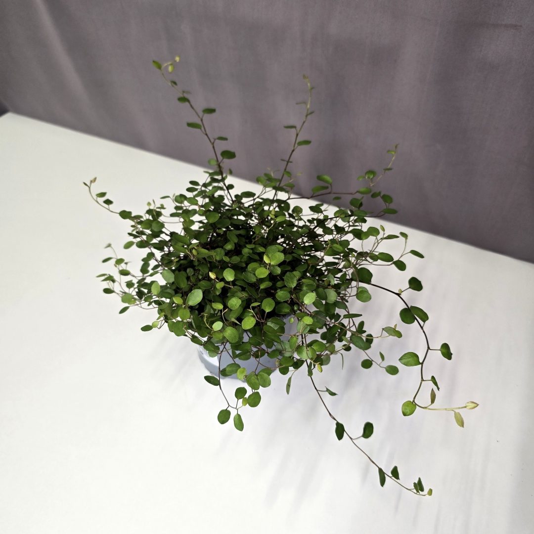 Muehlenbeckia complexa - porcserje 12/20
