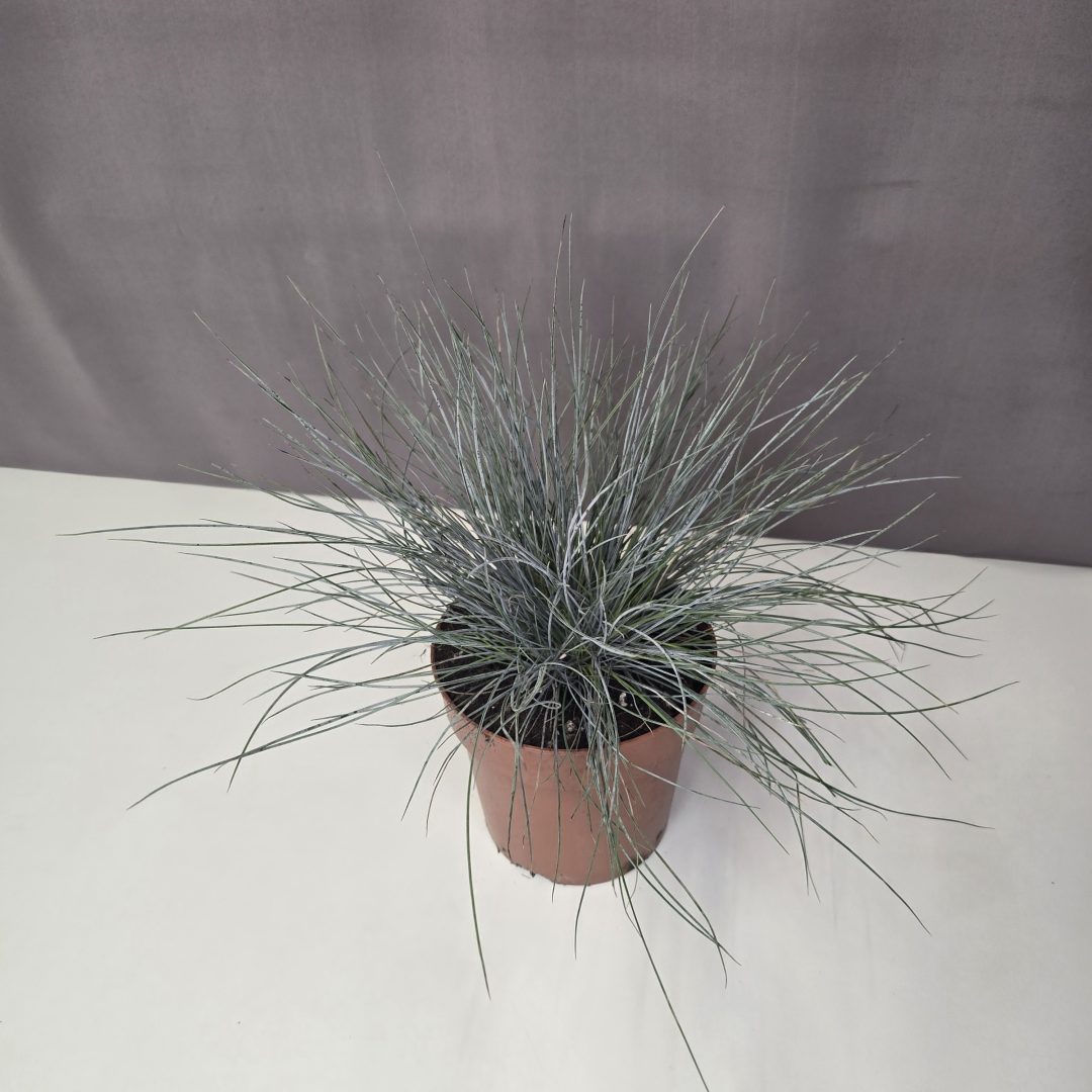 Deres csenkesz - Festuca glauca 12/20