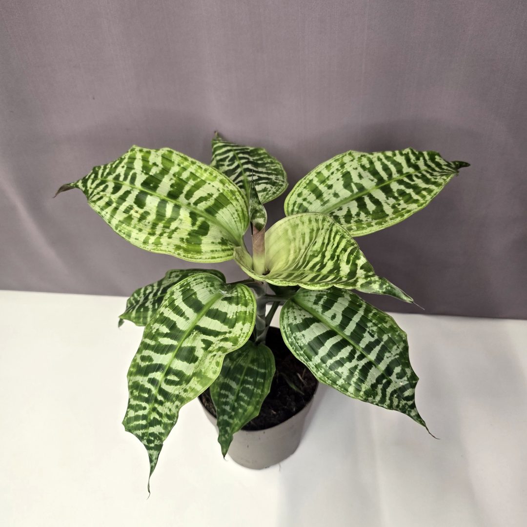 Dracaena goldieana 14/45