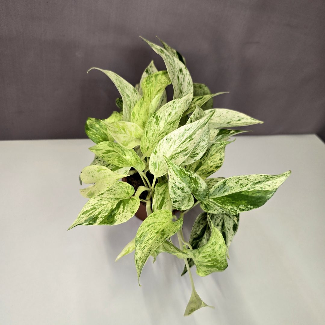 Epipremnum ‘Snow Leopard’  12/30
