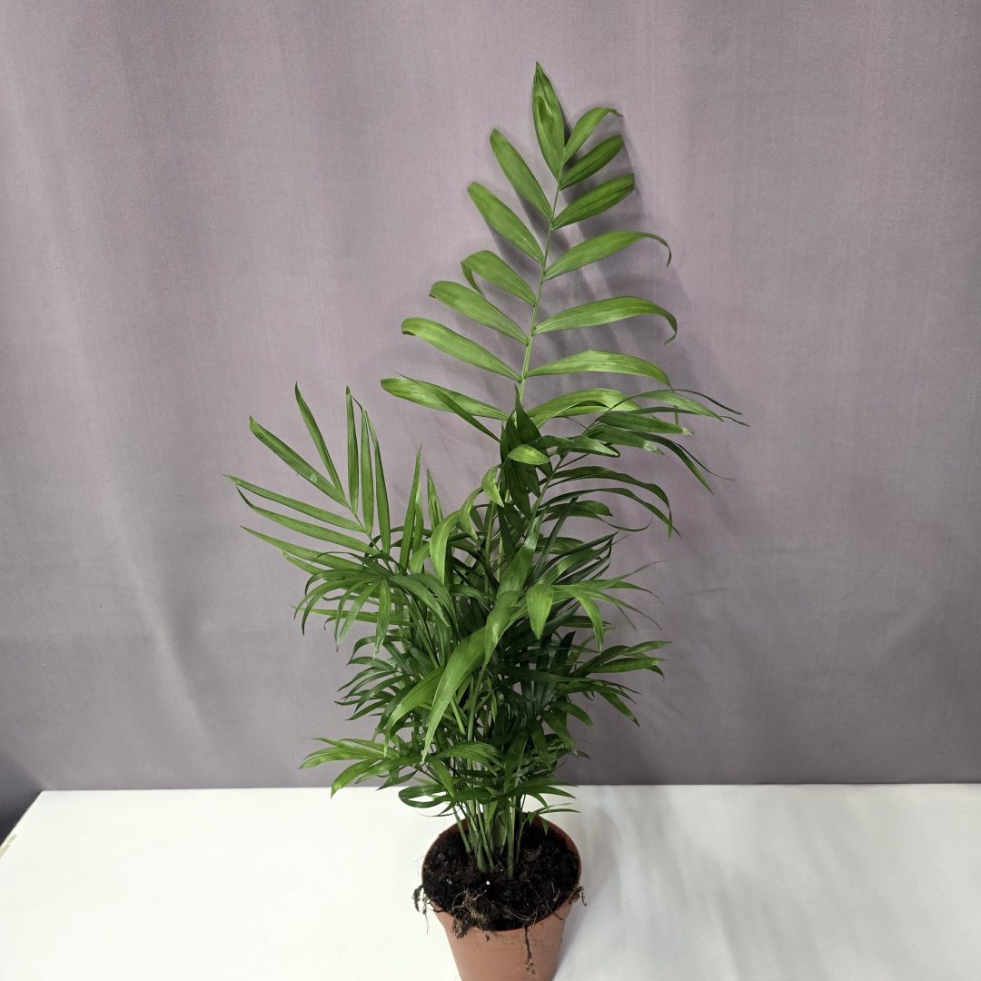 Chamaedorea Elegans - Gyompálma 12/40