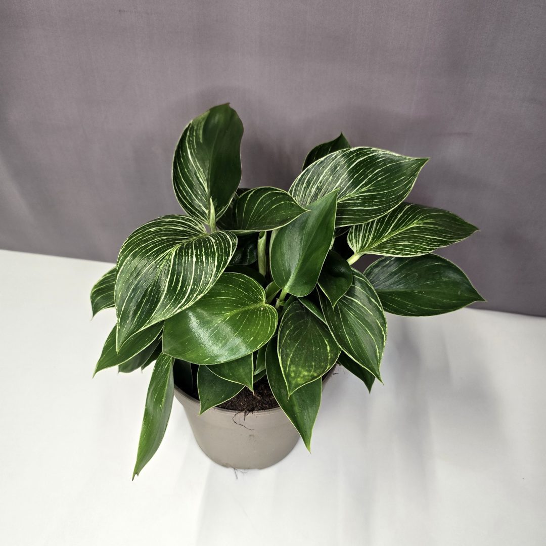 Philodendron 'Birkin' 12/30