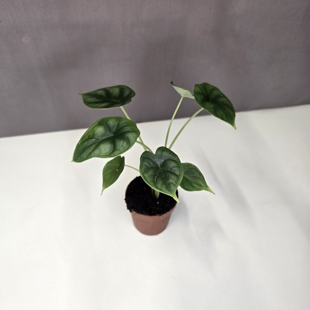 Alocasia 'Dragon Scale' mini 7/15