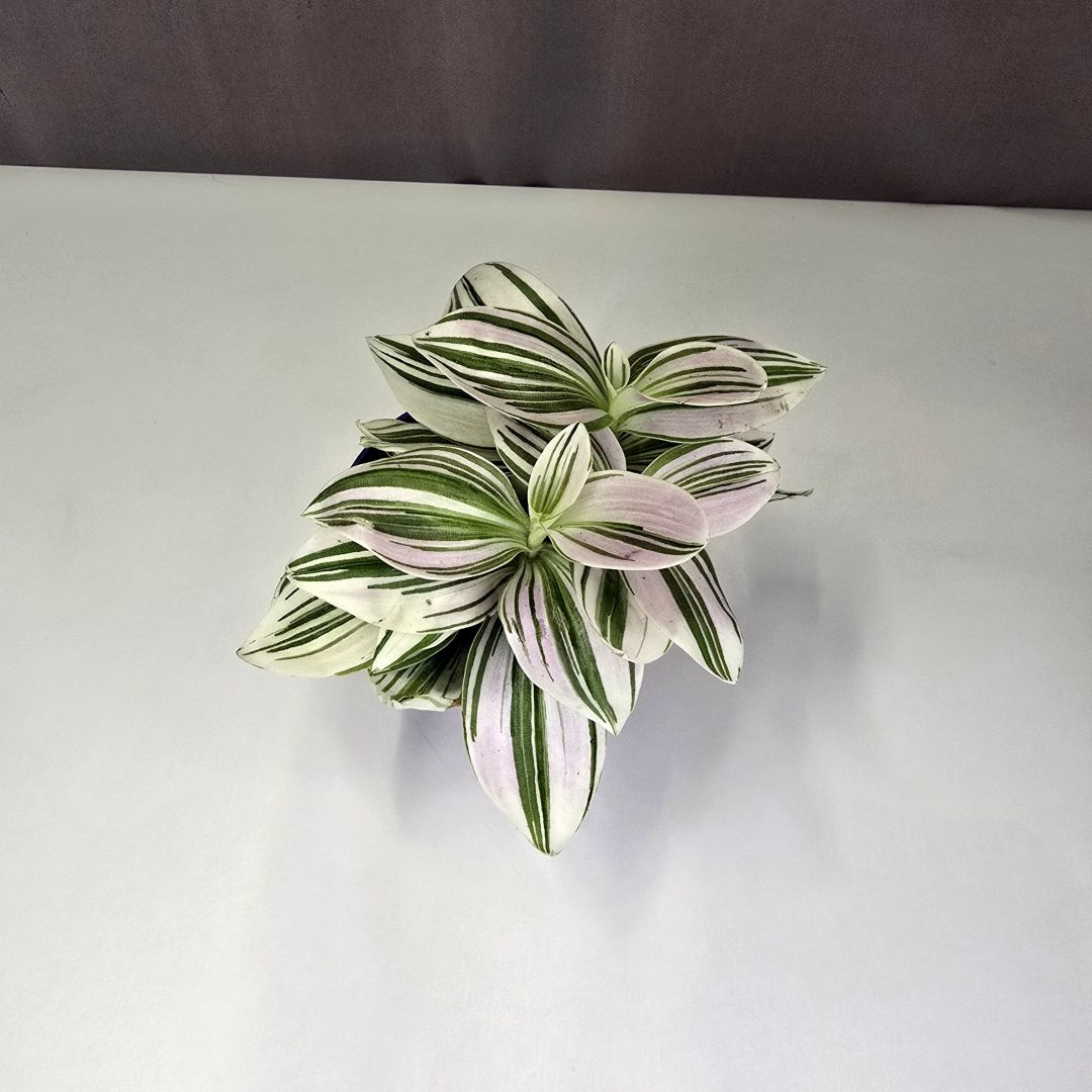 Tradescantia White 7/10