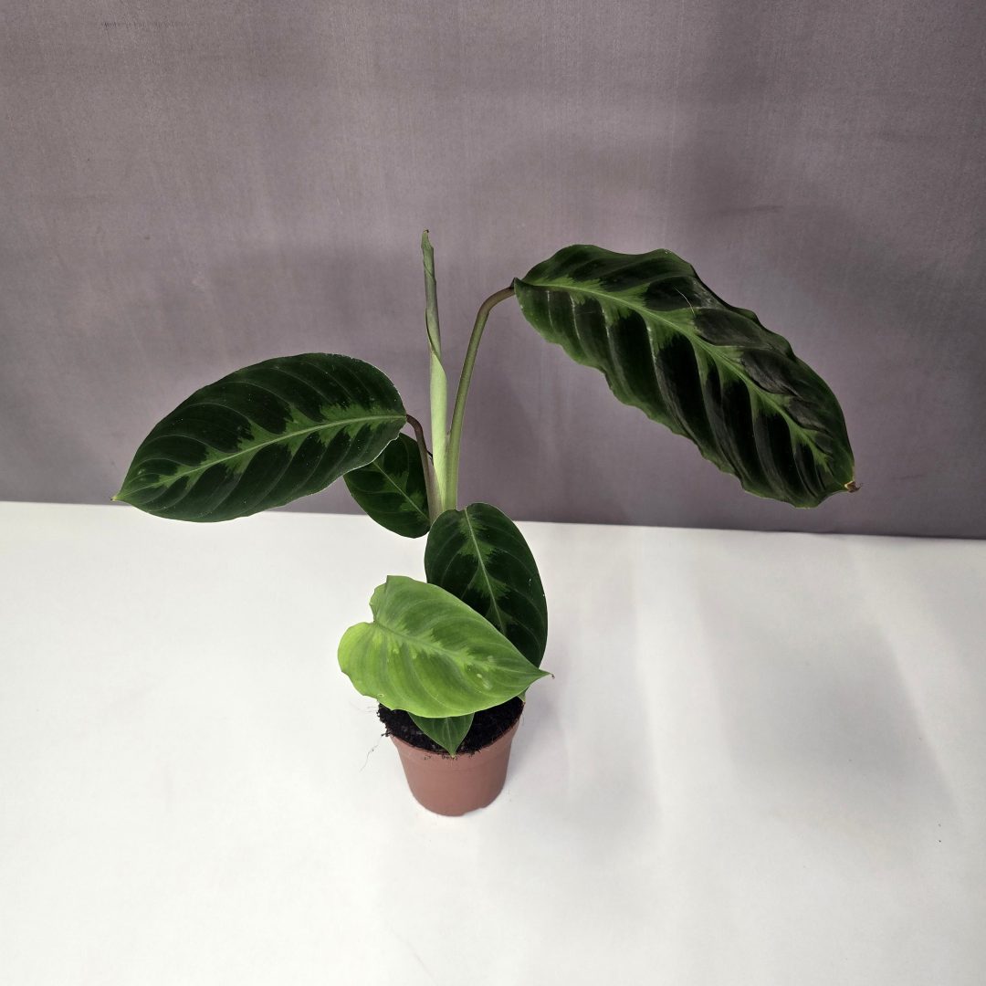 Calathea warscewiczii mini 7/20