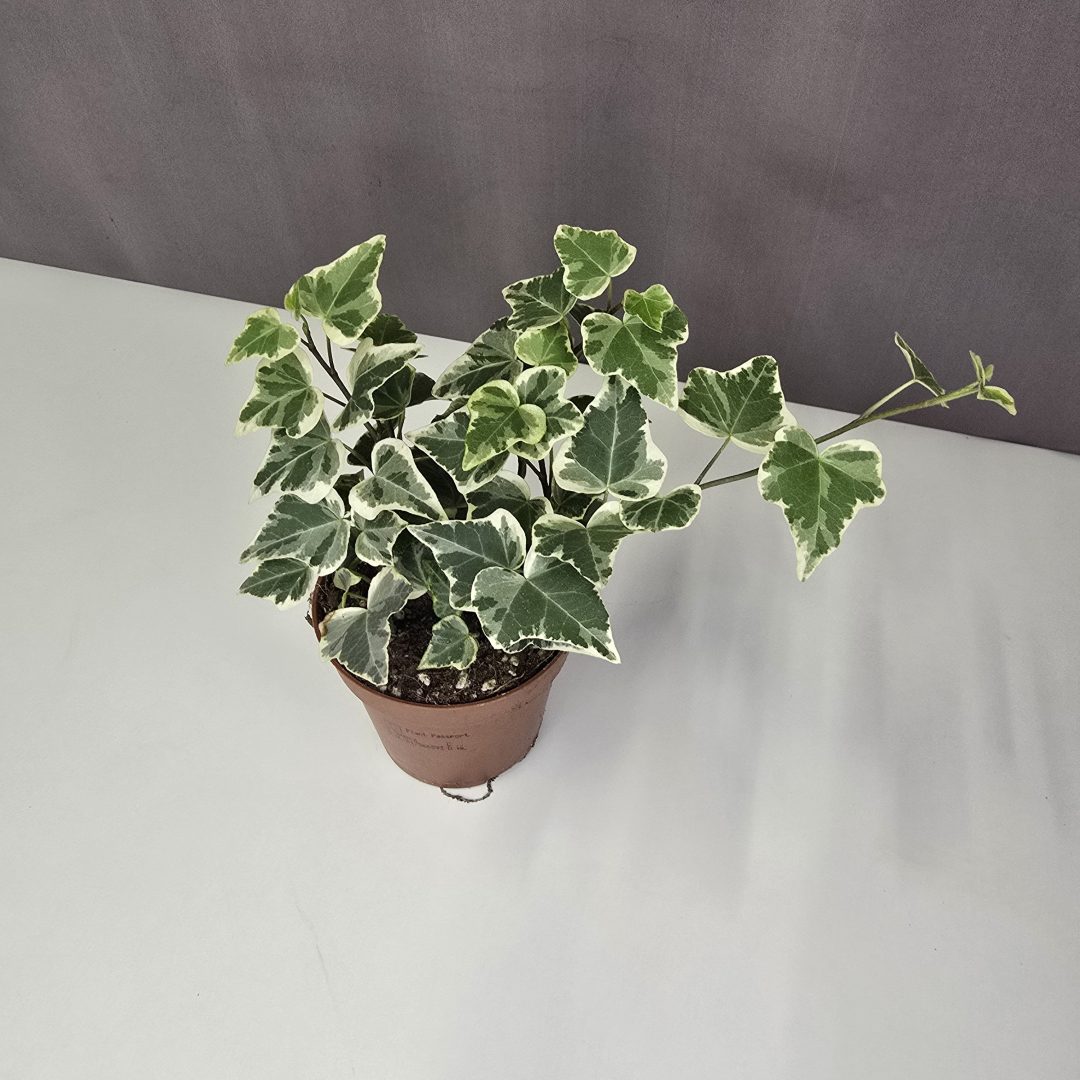 Hedera helix 'White Wonder' 10/15