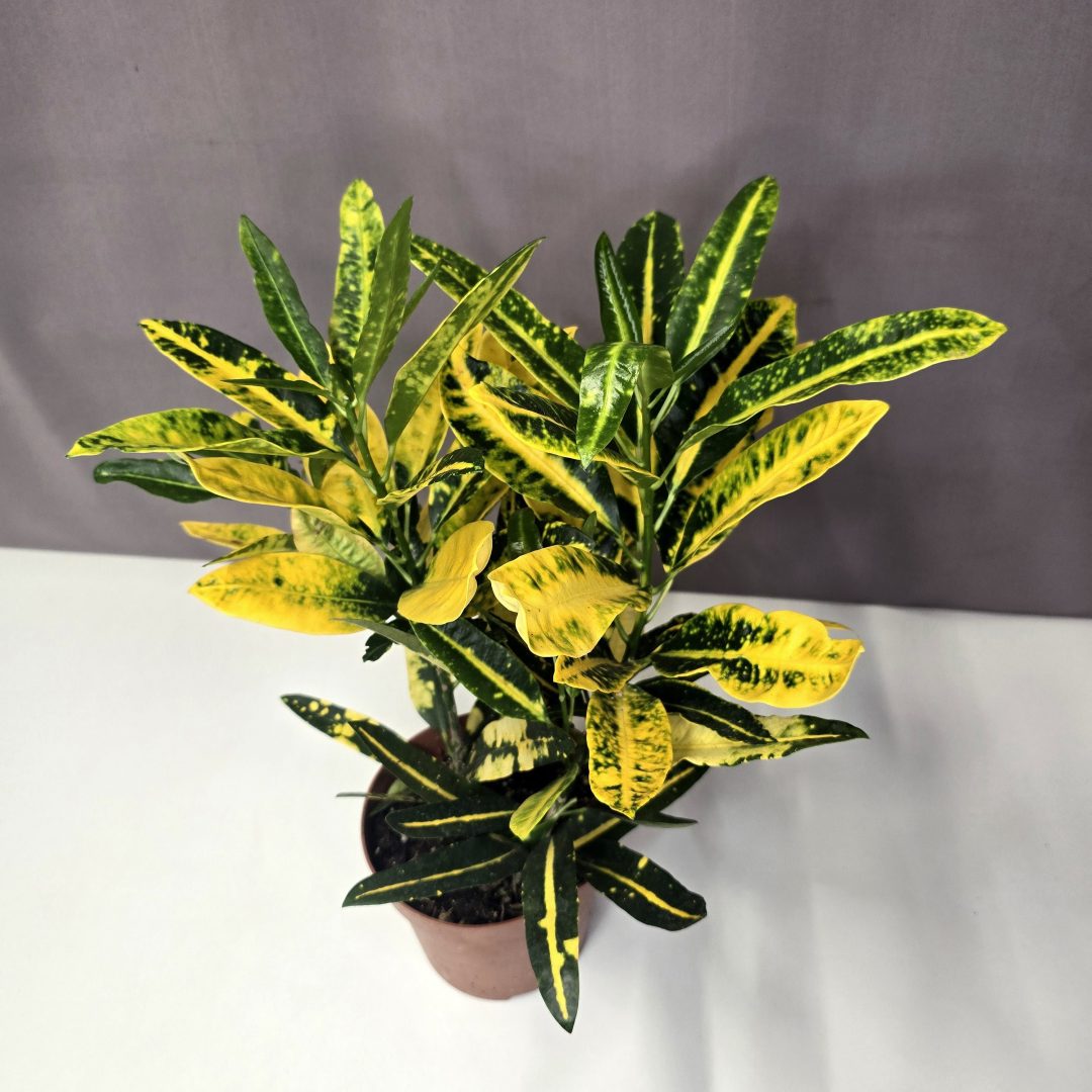 Codiaeum variegatum 'Sunny Star' 10/25