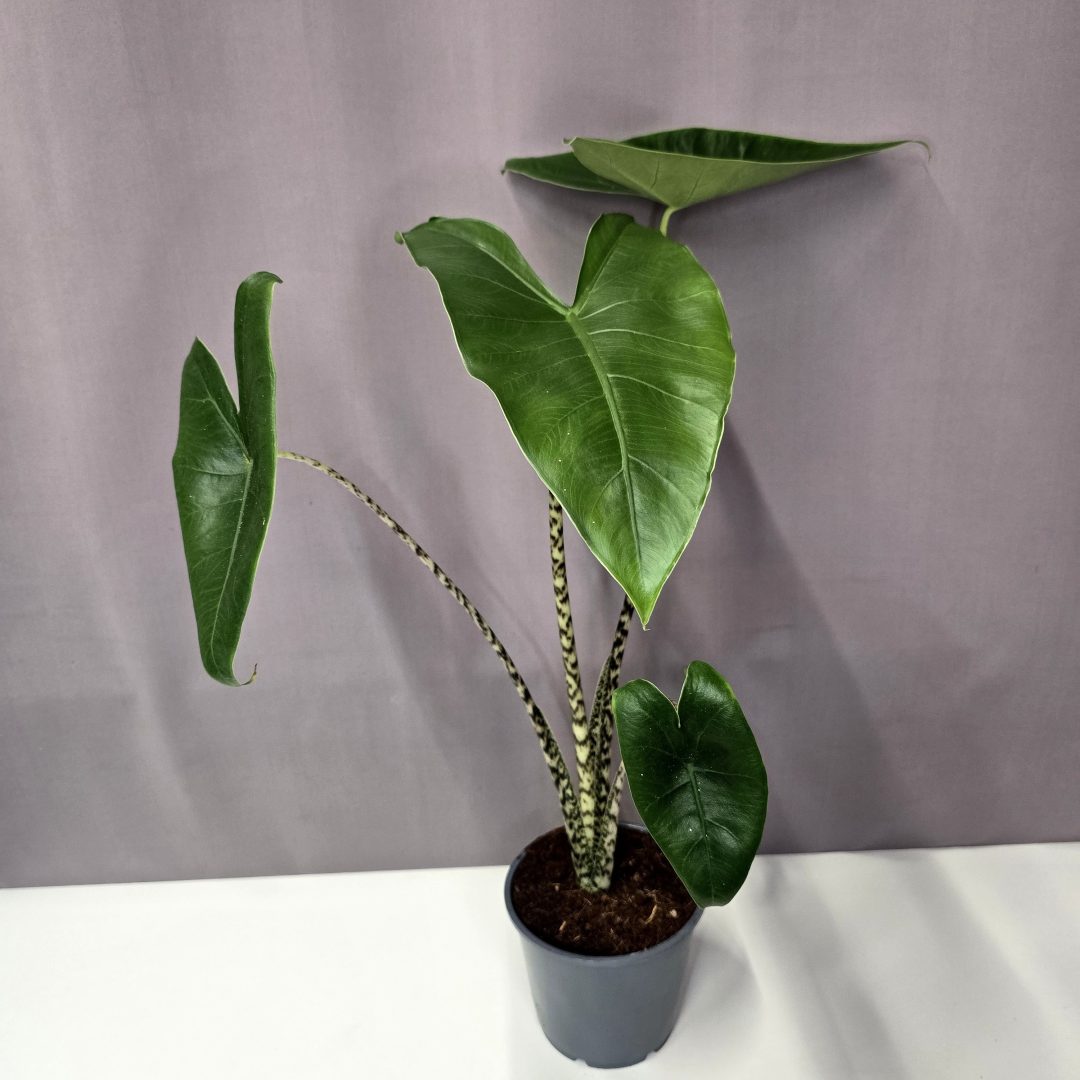 Alocasia zebrina 14/50