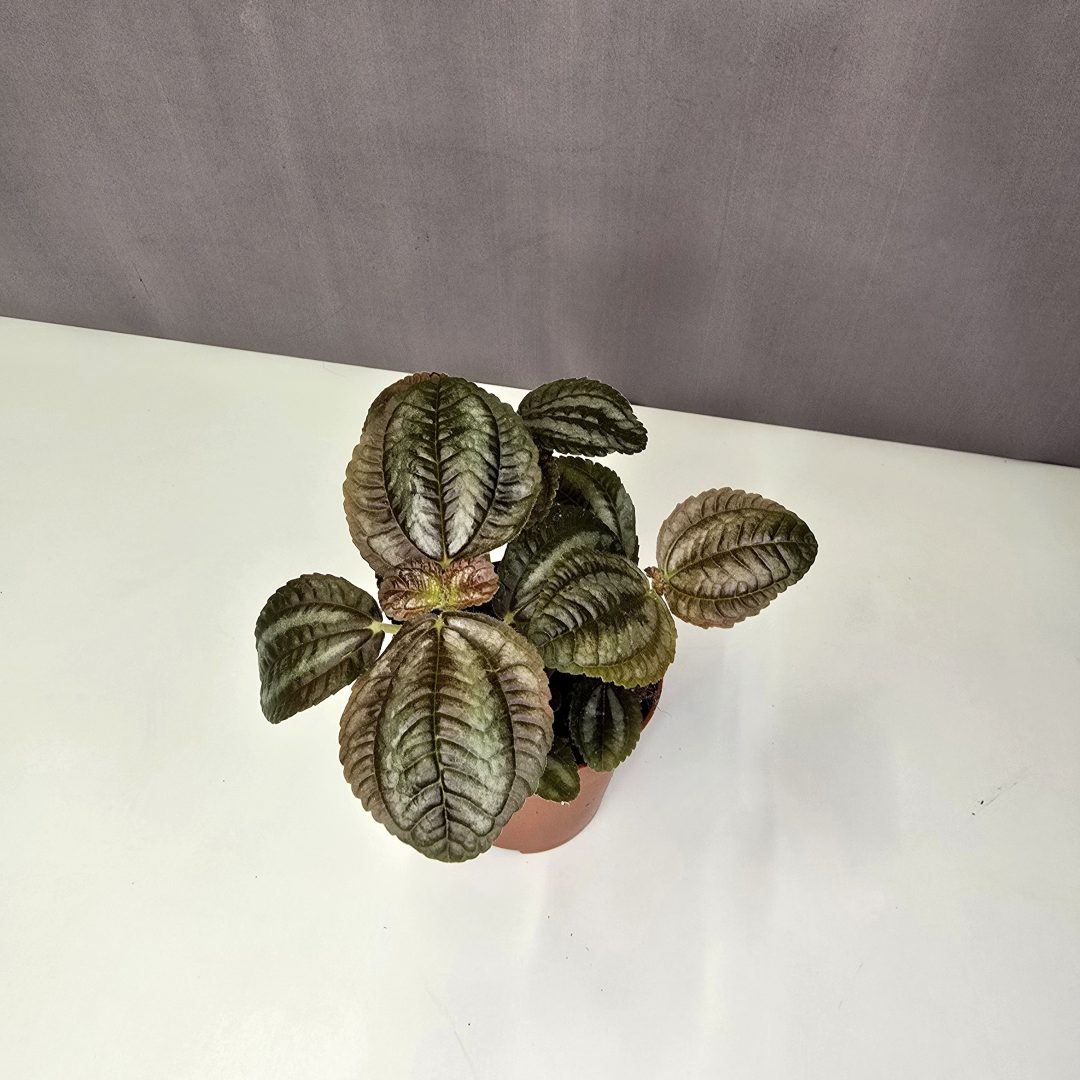 Norfolk pilea 8/15