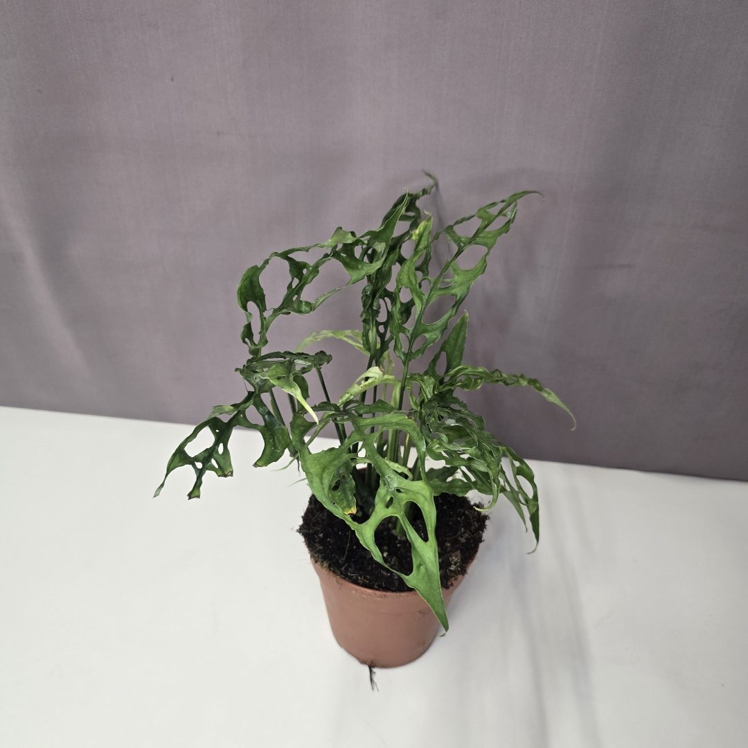 Monstera obliqua 'Peru' 12/35